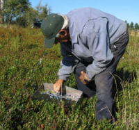 Blueberry grower, Sanford, raking fresh wild Maine blueberries