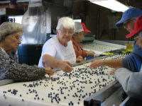 Blueberry growers sorting blueberries